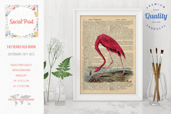 American Flamingo - J.J. Audubon, 147 years old Vintage book page print