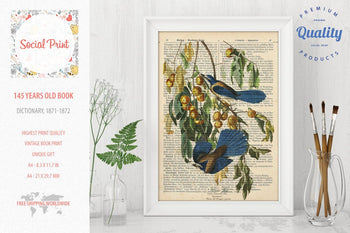 Florida Jay - J.J. Audubon, 147 years old Vintage book page print