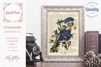 Blue Jay - J.J. Audubon, 147 years old Vintage book page print