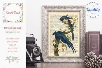 Columbia Jay - J.J. Audubon, 147 years old Vintage book page print