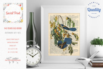 Florida Jay - J.J. Audubon, 147 years old Vintage book page print