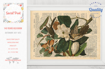 Cuckoo - J.J. Audubon, 147 years old Vintage book page print